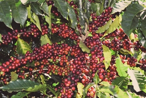 Costa Rica La Pastora - King’s Coffee