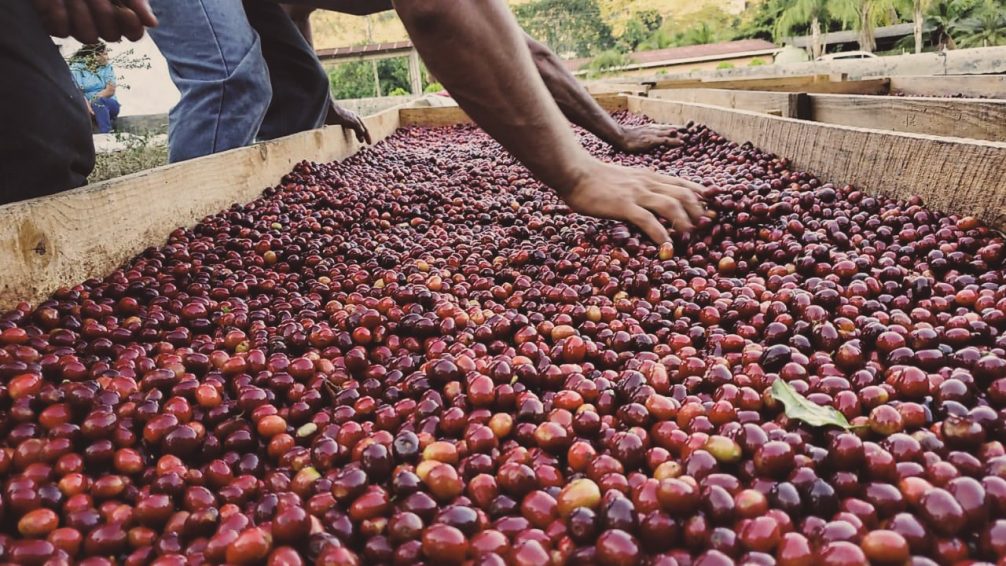 Honduras Finca Jerusalén - King’s Coffee