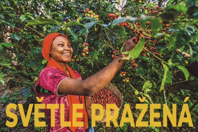 Ethiopia Wendo - King’s Coffee
