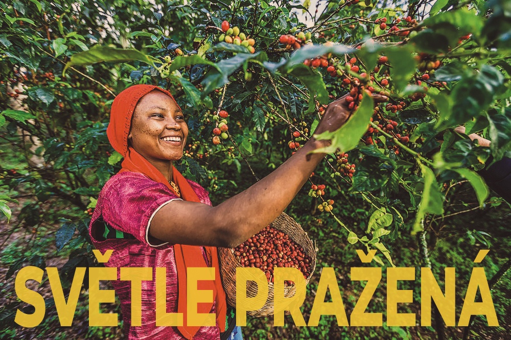 Ethiopia Wendo - King’s Coffee