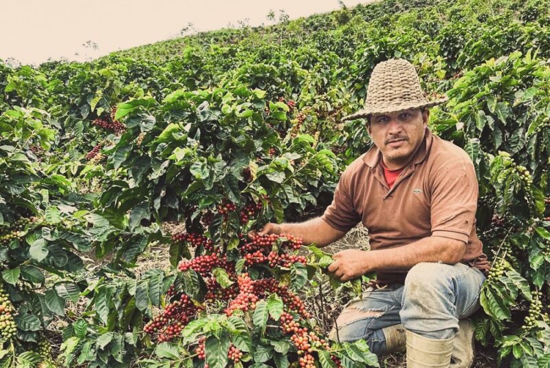 King’s Coffee - Venezuela Rivero